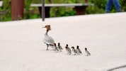 Die Gänsesägerfamilie watschelte durch die Stadt hinunter zum Inn. Die Tiere gehören zur Gattung ...