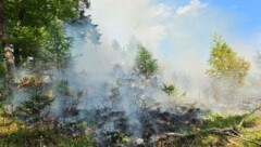 Rund 400 Quadratmeter Wald brannten ab, weil jemand ein Teelicht in einen Baumstumpf gestellt ...