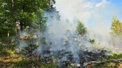 Rund 400 Quadratmeter Wald brannten ab, weil jemand ein Teelicht in einen Baumstumpf gestellt ...