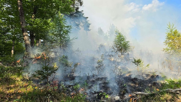 Rund 400 Quadratmeter Wald brannten ab, weil jemand ein Teelicht in einen Baumstumpf gestellt ...