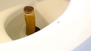 Die Kobra schaute aus dem WC.