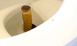 Die Kobra schaute aus dem WC.