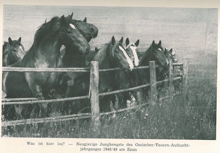 Die Junghengste von 1948/49.