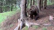 Diese Aufnahme vom alten Bären wurde im Gailtal aufgenommen. 