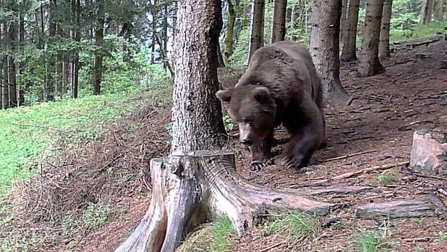 Diese Aufnahme vom alten Bären wurde im Gailtal aufgenommen.