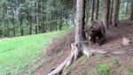 Diese Aufnahme vom alten Bären wurde im Gailtal aufgenommen. 