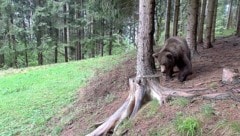 Diese Aufnahme vom alten Bären wurde im Gailtal aufgenommen. 