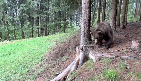Diese Aufnahme vom alten Bären wurde im Gailtal aufgenommen. 