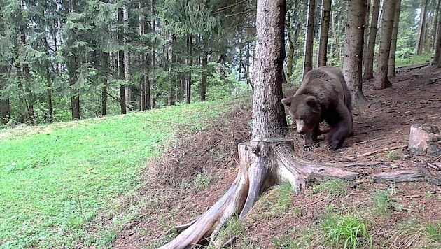 Diese Aufnahme vom alten Bären wurde im Gailtal aufgenommen.