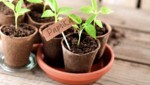 Paprika, Tomaten, Gurken und Zucchini zählen zu jenen Gemüsearten, die es gerne etwas wärmer ...