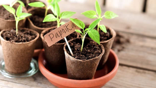 Paprika, Tomaten, Gurken und Zucchini zählen zu jenen Gemüsearten, die es gerne etwas wärmer ...