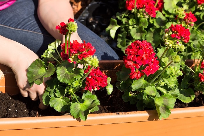 Geranien (Pelargonien) sind nicht winterhart und sehr kälteempfindlich. Sie sollten bei ...