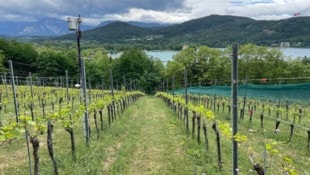 Die Ried Seewiese erstreckt sich oberhalb der Wörthersee-Ostbucht.