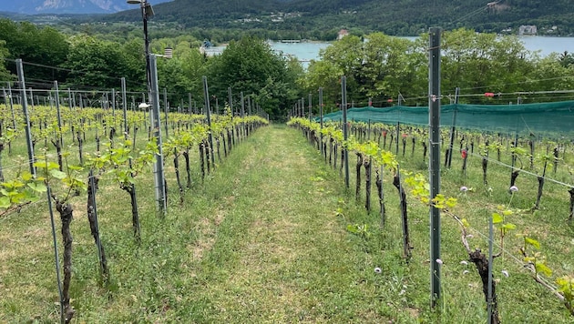 Die Ried Seewiese erstreckt sich oberhalb der Wörthersee-Ostbucht.