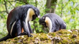 „Mira“ und „Kisha“ im Salzburger Zoo