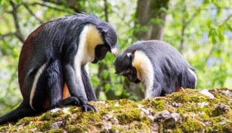 „Mira“ und „Kisha“ im Salzburger Zoo