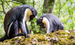 „Mira“ und „Kisha“ im Salzburger Zoo
