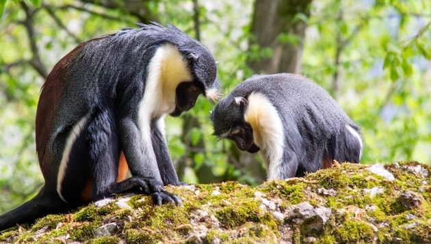 „Mira“ und „Kisha“ im Salzburger Zoo