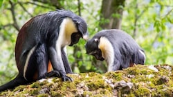 „Mira“ und „Kisha“ im Salzburger Zoo
