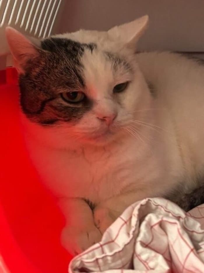 Pablo mag andere Katzen gern.