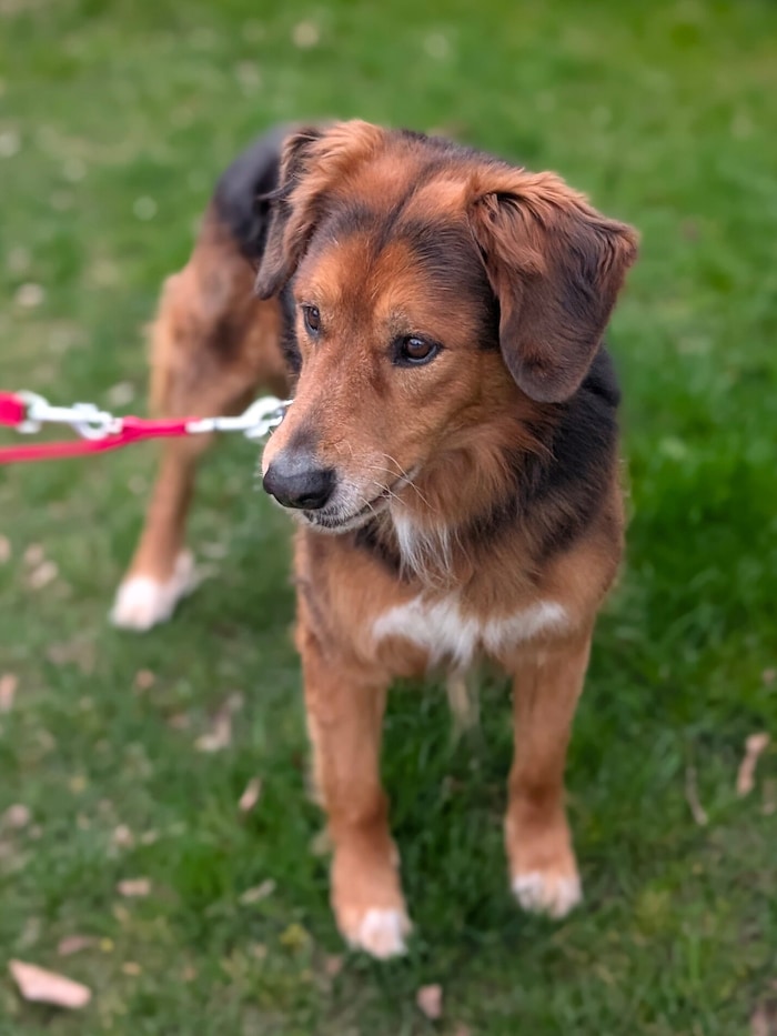 Herzenshund Wastl
