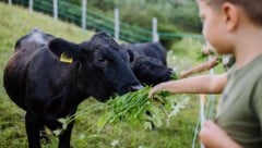 Schockierende Bilder über Tierleid sind sicherlich nicht geeignet, kleinen Kindern den ...