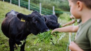 Schockierende Bilder über Tierleid sind sicherlich nicht geeignet, kleinen Kindern den ...