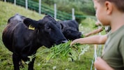 Schockierende Bilder über Tierleid sind sicherlich nicht geeignet, kleinen Kindern den ...