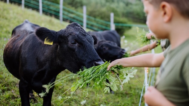 Schockierende Bilder über Tierleid sind sicherlich nicht geeignet, kleinen Kindern den ...