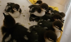 Die Gänsesägerküken wurden aus dem Altstadttrubel gerettet.