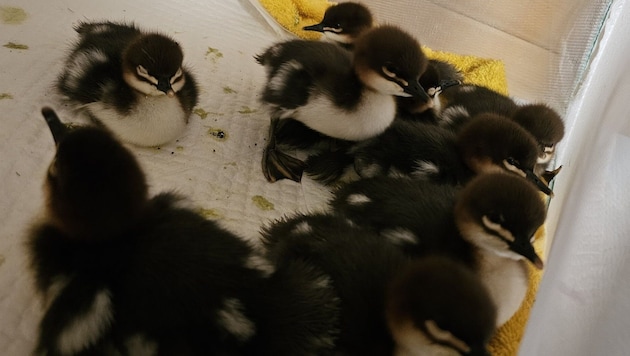Die Gänsesägerküken wurden aus dem Altstadttrubel gerettet.