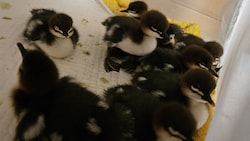 Die Gänsesägerküken wurden aus dem Altstadttrubel gerettet.