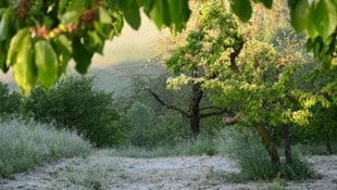 Derzeit messen sich Spätwinter und Frühsommer, am Ende wird die Hitze siegen.