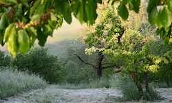 Derzeit messen sich Spätwinter und Frühsommer, am Ende wird die Hitze siegen.