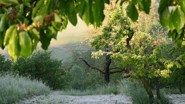 Derzeit messen sich Spätwinter und Frühsommer, am Ende wird die Hitze siegen.