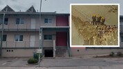 In der Garage einer Wohnhausanlage in Rohrendorf (NÖ) brüten Jahr für Jahr Schwalben. Netze ...