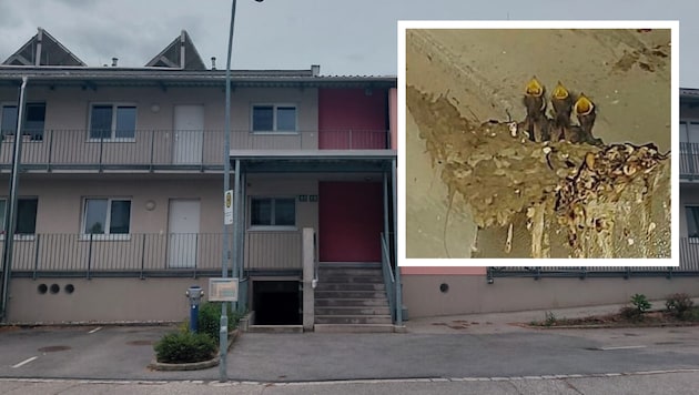 In der Garage einer Wohnhausanlage in Rohrendorf (NÖ) brüten Jahr für Jahr Schwalben. Netze ...