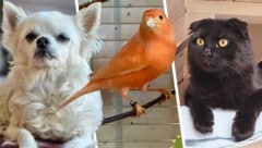 Gipsy, Sunset und Nox warten sehnlichst auf Lebensplätze bei Tierliebhabern.