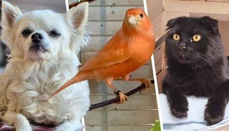 Gipsy, Sunset und Nox warten sehnlichst auf Lebensplätze bei Tierliebhabern.