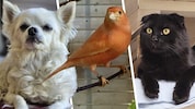 Gipsy, Sunset und Nox warten sehnlichst auf Lebensplätze bei Tierliebhabern.