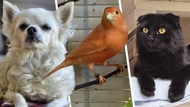 Gipsy, Sunset und Nox warten sehnlichst auf Lebensplätze bei Tierliebhabern.