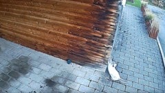 Leo, der „Täter“, wurde am Video festgehalten. 