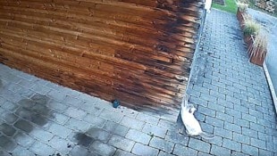 Leo, der „Täter“, wurde am Video festgehalten. 