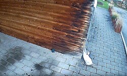 Leo, der „Täter“, wurde am Video festgehalten. 