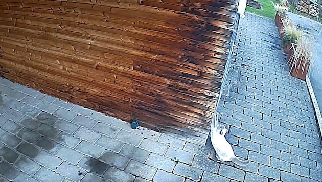 Kater Leo in flagranti erwischt: Eine Kamera hat festgehalten, wie sich das Tier an der ...