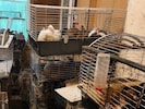 Die Tiere lebten unter schrecklichen Zuständen.