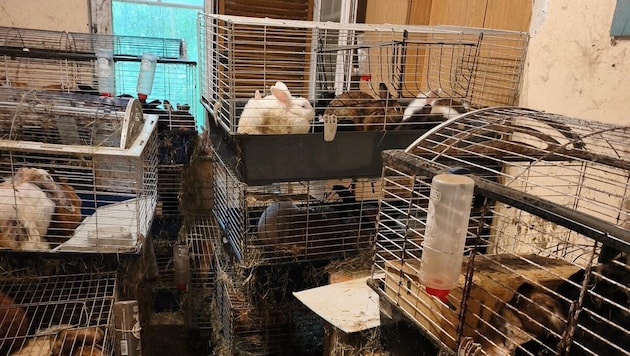 Die Tiere lebten unter schrecklichen Zuständen.