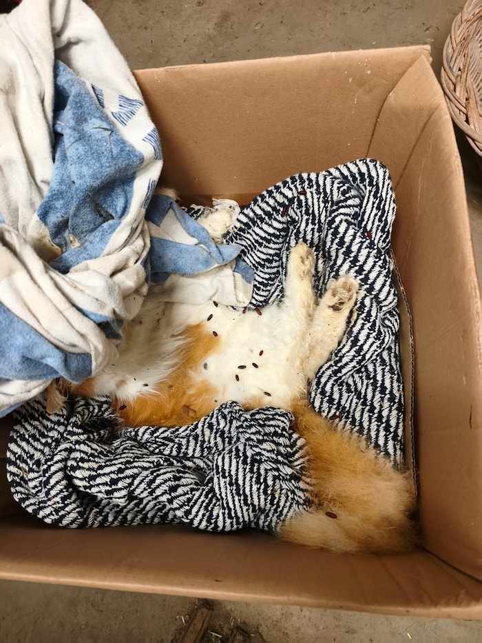 Die Tiere mussten ganz Schlimmes mitmachen