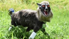 Der Roboter im Wolfspelz wird in Handarbeit gefertigt.