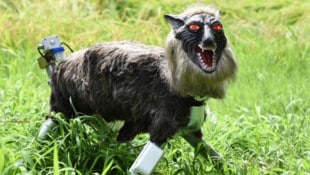 Der Roboter im Wolfspelz wird in Handarbeit gefertigt.